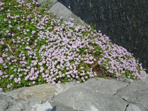 タイムロンギカウリス0521 (1)