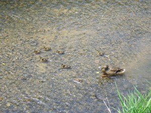 タイムロンギカウリス0521 (5)