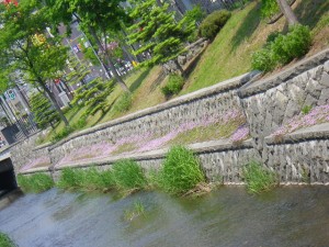 「タイムロンギカウリスとカモの親子」の画像