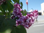 フランクフルターフリューリンク0514-01