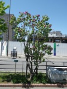 フランクフルターフリューリンク0514-02