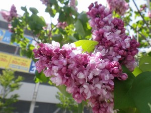 フランクフルターフリューリンク0517-001