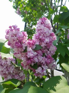 フランクフルターフリューリンク0521 (1)