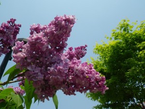 プレジダングレビー0521 (1)