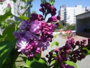 プレジダングレヴィー0514-02