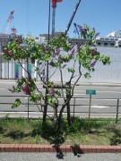 プレジダングレヴィー0514-03