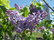 プレジデントリンカーン0514-01