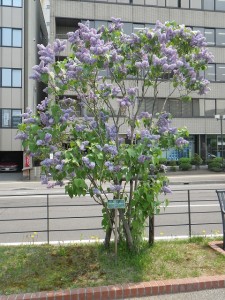 プレジデントリンカーン0520 (2)