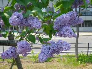 プレジデントリンカーン0521（1）