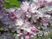 「ライラック情報5/20」の画像