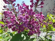 ポカホンタス0514-01