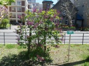 ポカホンタス0514-02