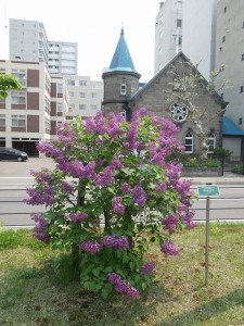 ポカホンタス0520 (2)