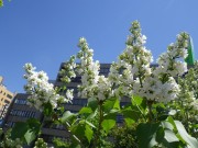 ミスエレンウィルモット0514-02