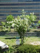 ミスエレンウィルモット0514-03