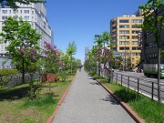 ライラックウォーク0514-03