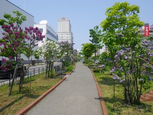 ライラックウォーク0521 (1)