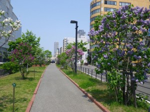 ライラックウォーク0521 (10)