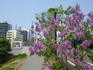 「園内のライラックが満開です」の画像
