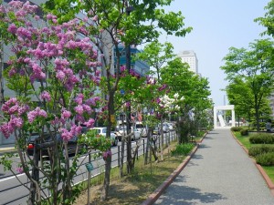 ライラックウォーク0521 (34)