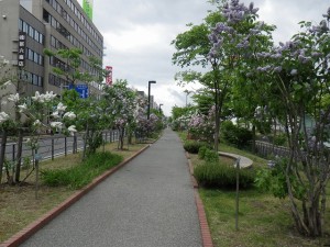 ライラックウォーク0525 (3)