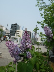 ライラック(紫)0520 (3)