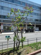 レオンガンベッタ0514-01