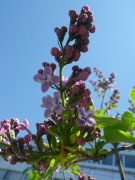 レオンガンベッタ0514-02