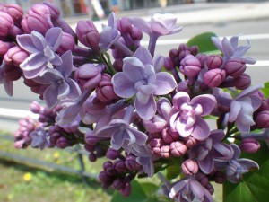 レオンガンベッタ0517-001