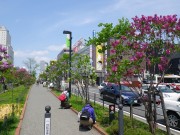 植物ボラ0517 (14)