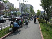 植物ボラ0517 (5)