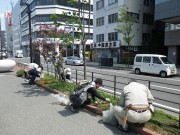 植物ボラ0517 (6)