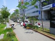 植物ボラ0517 (8)