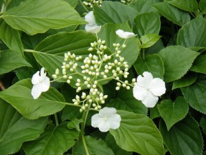 「ツルアジサイが今年も花を付け始めました」の画像