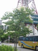 「公園に咲く花たち～ハシドイ、シモツケ、ヘメロカリス、ヤマボウシ」の画像