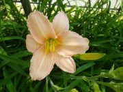 0708エドナスポールディング (1)