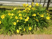 0708ステラデオロ (3)