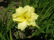 0708ダブルキューティー