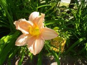 「ヘメロカリス開花情報」の画像