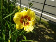 0708リトルビックマン