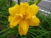 「ヘメロカリス開花情報３」の画像