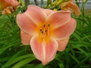 オーチャードスプライト0728 (1)