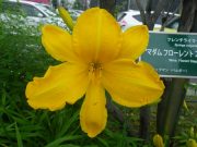 カートホイールズ0728 (1)