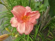 「ヘメロカリス開花情報２」の画像