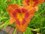 デュークオブダーハム0728 (2)