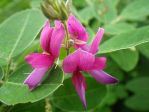 「ハギも咲き始めています」の画像