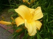 マリートッド0716 (1)