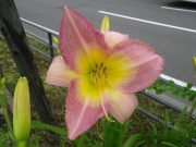 ライラックスノー0728 (2)