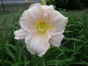 ララバイベイビー0716 (1)