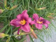 ロシアンラプソディー0716